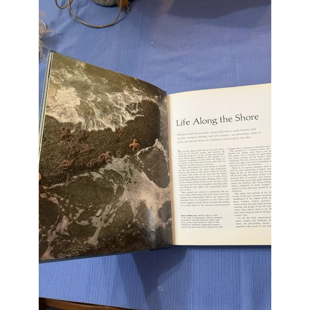 Secrets of the Seas Hardcover Nature Nonfiction Ocean Life Amos Cromie